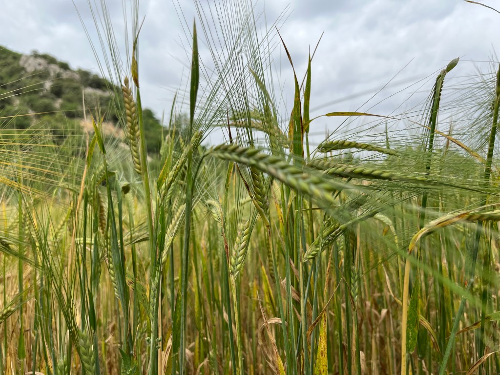 En ce délicieux mois d&rsquo;aout nous préparons la fête des moissons le 23&nbsp;septembre!!